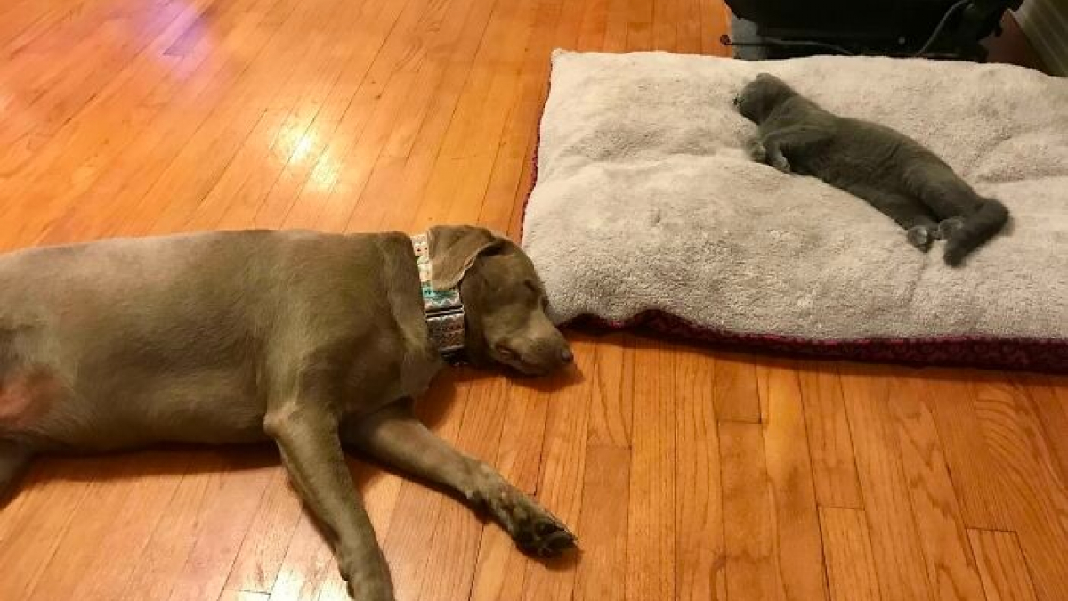 Illustration : "15 photos de « fratries » d’animaux aussi drôles que mal assorties"