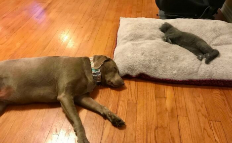 15 photos de « fratries » d’animaux aussi drôles que mal assorties