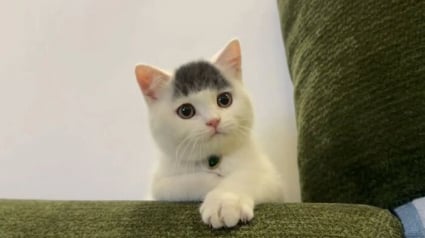 Illustration : 12 photos qui prouvent que les chats r&eacute;ussissent toujours &agrave; nous surprendre