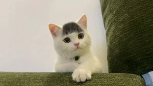 Illustration : "12 photos qui prouvent que les chats réussissent toujours à nous surprendre"