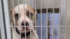 Illustration : Un bénévole fait un long voyage pour aider un refuge, il en repart avec 2 chiens adoptés dont un ayant attendu 831 jours