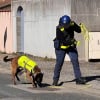 Illustration : Avec son flair unique, ce Malinois d&eacute;tecte les fuites d'eau difficiles &agrave; localiser et soutient les &eacute;quipes sur le terrain