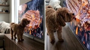 Illustration : « Il a vraiment essayé d'y goûter », un Maltipoo voit un steak à la télévision et pense que son dîner est servi (vidéo)