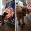 Illustration : &laquo; Il a vraiment essay&eacute; d'y go&ucirc;ter &raquo;, un Maltipoo voit un steak &agrave; la t&eacute;l&eacute;vision et pense que son d&icirc;ner est servi (vid&eacute;o)