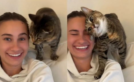 « Bouh, maman ! Je t'ai eue ! », une chatte adore faire peur à sa maîtresse avec ce jeu quotidien (vidéo)