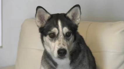 Illustration : Au lieu de se rendre chez le v&eacute;t&eacute;rinaire, une chienne Husky s&rsquo;&eacute;chappe pour rejoindre ses copains dans sa garderie pr&eacute;f&eacute;r&eacute;e (vid&eacute;o)