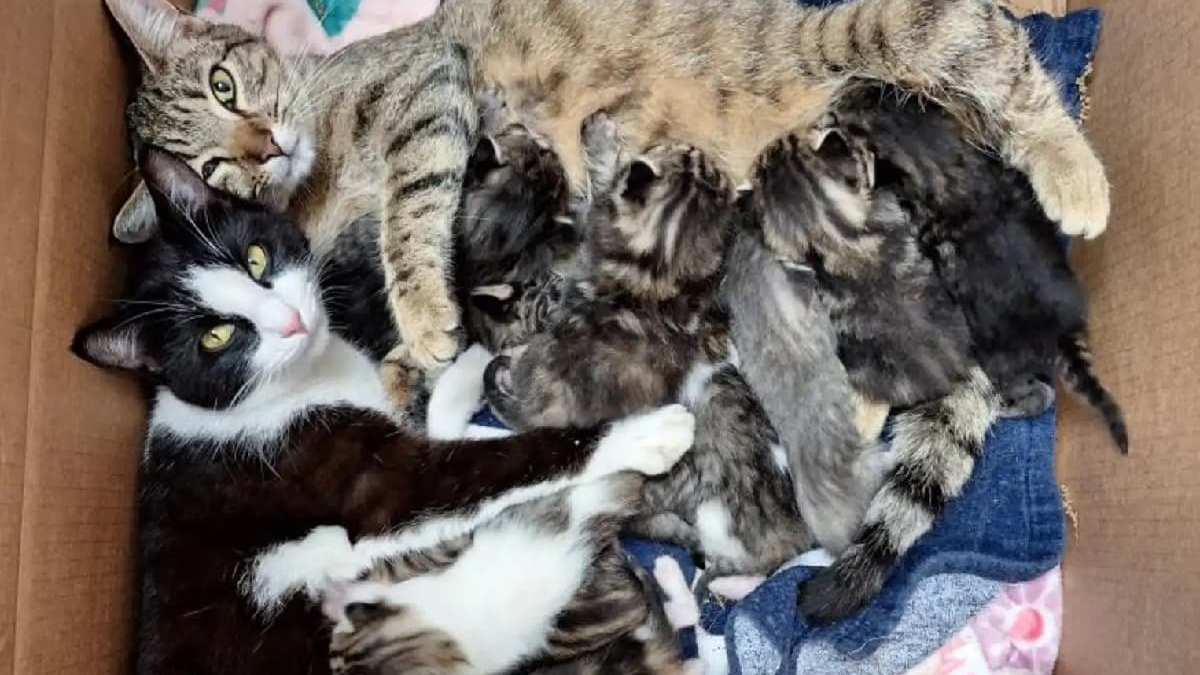 Illustration : "Trouvées sous un camping-car avec 11 chatons, 2 chattes inséparables élèvent leurs portées ensemble et cherchent un foyer commun"