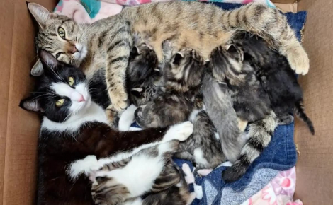 Trouvées sous un camping-car avec 11 chatons, 2 chattes inséparables élèvent leurs portées ensemble et cherchent un foyer commun