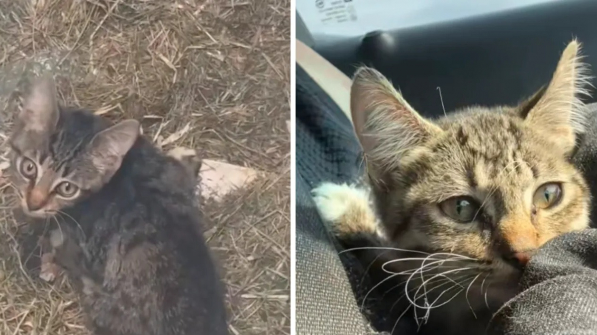 Illustration : "Une femme sauve un chaton handicapé coincé dans un caniveau et décide de l’adopter (vidéo)"