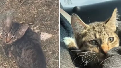 Illustration : Une femme sauve un chaton handicap&eacute; coinc&eacute; dans un caniveau et d&eacute;cide de l&rsquo;adopter (vid&eacute;o)