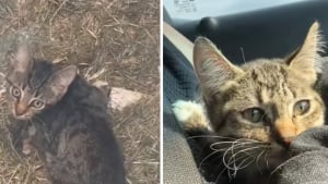 Illustration : Une femme sauve un chaton handicapé coincé dans un caniveau et décide de l’adopter (vidéo)