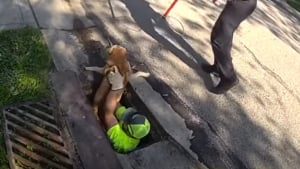 Illustration : "Tombé dans un égout, un chien est secouru par des policiers et un agent des services publics puis rendu à son propriétaire (vidéo)"