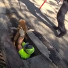 Illustration : Tomb&eacute; dans un &eacute;gout, un chien est secouru par des policiers et un agent des services publics puis rendu &agrave; son propri&eacute;taire (vid&eacute;o)