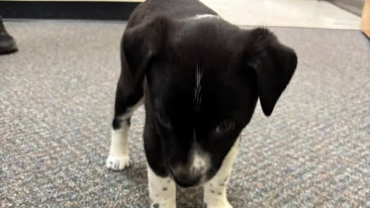 Illustration : "Un chiot de 8 semaines survit après avoir été jeté par un jeune de 18 ans qui se filme et fait désormais l’objet de poursuites "