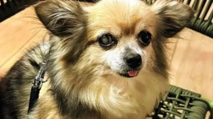 Illustration : Sauv&eacute; de l'errance &agrave; 14 ans, ce Chihuahua trouve un foyer apr&egrave;s quelques semaines au refuge malgr&eacute; ses probl&egrave;mes de sant&eacute;