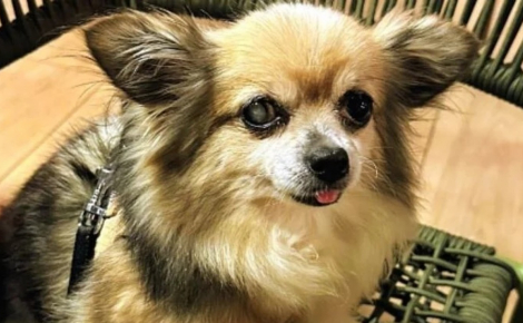 Sauvé de l'errance à 14 ans, ce Chihuahua trouve un foyer après quelques semaines au refuge malgré ses problèmes de santé