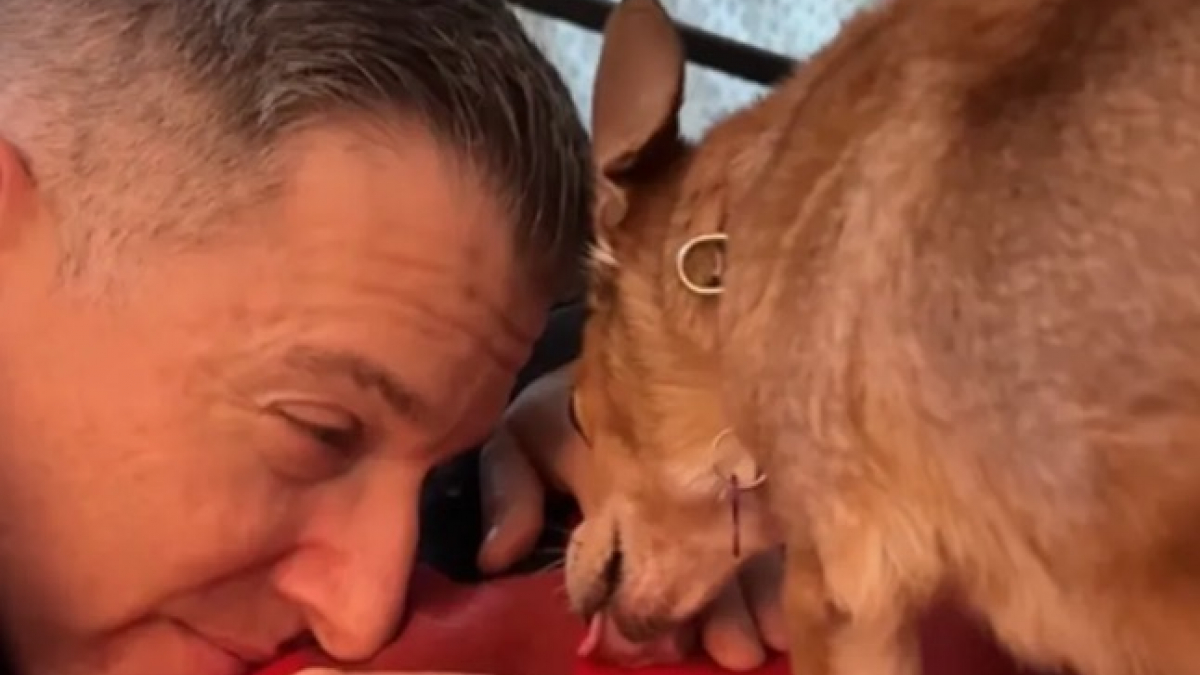 Illustration : "« Elle a baissé sa garde pour se sentir aimée », une Chihuahua parvient à faire confiance à son papa d’accueil dont elle avait peur (vidéo)"