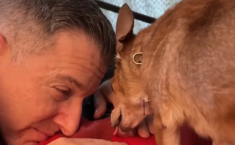 « Elle a baissé sa garde pour se sentir aimée », une Chihuahua parvient à faire confiance à son papa d’accueil dont elle avait peur (vidéo)