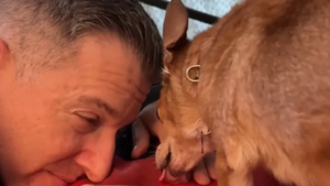 Illustration : « Elle a baissé sa garde pour se sentir aimée », une Chihuahua parvient à faire confiance à son papa d’accueil dont elle avait peur (vidéo)