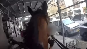 Illustration : Destiné à l’abattoir, ce cheval a récemment aidé la police de New York à retrouver un voleur en pleine rue