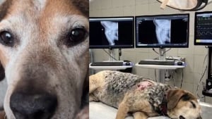 Illustration : "Son chien sénior disparaît, une famille reçoit une photo de lui aux urgences avant de découvrir une arnaque"