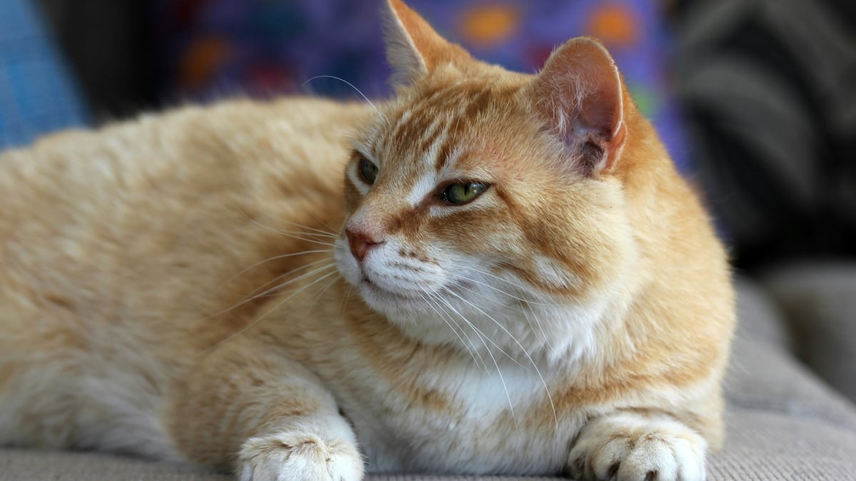 Illustration : "Une étude scientifique révèle le secret du ronronnement de sollicitation des chats pour réclamer à manger"