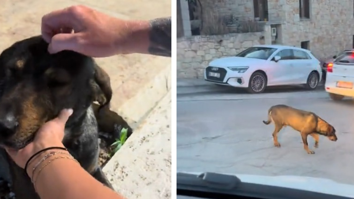 Illustration : "Un couple organise un transport en taxi de 4800 km pour adopter le chien errant rencontré pendant ses vacances"