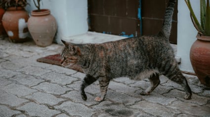 Illustration : Anatomie f&eacute;line : pourquoi les chats ont-ils une poche de peau qui pend sous le ventre ?