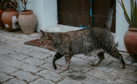 Anatomie féline : pourquoi les chats ont-ils une poche de peau qui pend sous le ventre ?