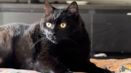 Illustration : Un chat de 15 ans met fin aux bagarres f&eacute;lines uniquement par son regard autoritaire de &laquo; chef de famille &raquo; (vid&eacute;o)