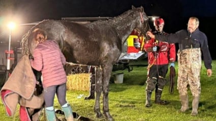 Illustration : Pi&eacute;g&eacute; dans la boue et &eacute;puis&eacute;, un cheval est sauv&eacute; gr&acirc;ce &agrave; une intervention coordonn&eacute;e des pompiers de plusieurs casernes