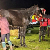 Illustration : Pi&eacute;g&eacute; dans la boue et &eacute;puis&eacute;, un cheval est sauv&eacute; gr&acirc;ce &agrave; une intervention coordonn&eacute;e des pompiers de plusieurs casernes