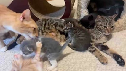 Illustration : Deux chattes sauv&eacute;es d&eacute;cident de s&rsquo;unir pour &eacute;lever un chaton qui n&rsquo;est pas le leur