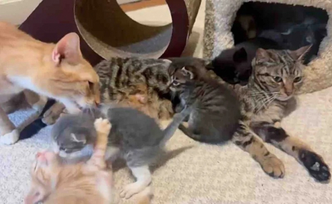 Deux chattes sauvées décident de s’unir pour élever un chaton qui n’est pas le leur