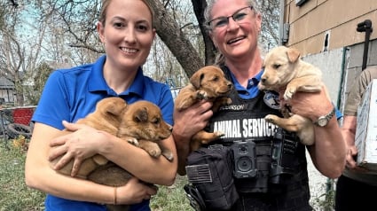 Illustration : 2 agentes se glissent dans un sous-sol condamn&eacute; pour offrir une vie meilleure &agrave; une chienne et ses chiots