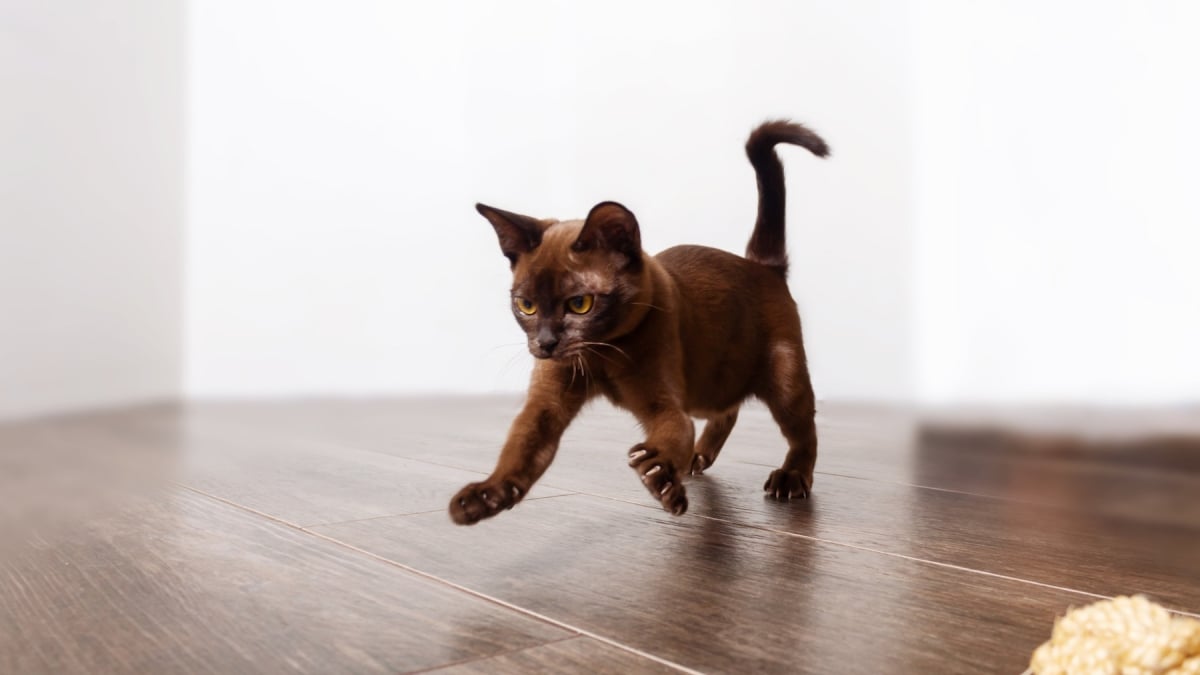 Illustration : "Décryptage : pourquoi votre chat court-il partout après être allé à la litière ?"