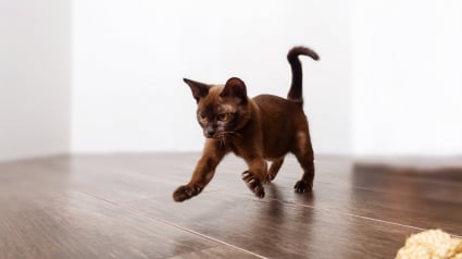 Illustration : D&eacute;cryptage : pourquoi votre chat court-il partout apr&egrave;s &ecirc;tre all&eacute; &agrave; la liti&egrave;re ?