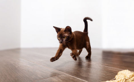 Décryptage : pourquoi votre chat court-il partout après être allé à la litière ?