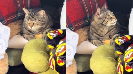 Illustration : En plein d&eacute;m&eacute;nagement, ils voient une chatte errante couch&eacute;e dans le coffre de leur voiture et d&eacute;cident de l'adopter (vid&eacute;o)