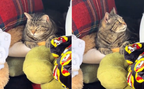 En plein déménagement, ils voient une chatte errante couchée dans le coffre de leur voiture et décident de l'adopter (vidéo)