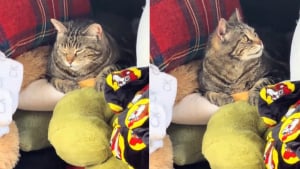 Illustration : En plein déménagement, ils voient une chatte errante couchée dans le coffre de leur voiture et décident de l'adopter (vidéo)