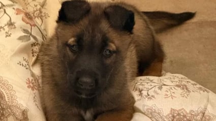 Illustration : &laquo; Ces animaux sont des survivants &raquo;, une perquisition m&egrave;ne au sauvetage inattendu d&rsquo;une famille de chats et d&rsquo;un chiot Malinois 