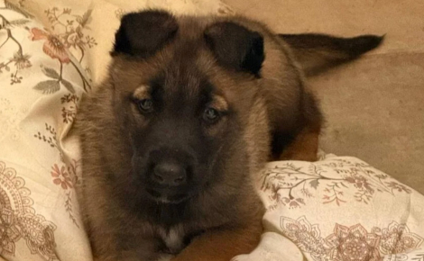 « Ces animaux sont des survivants », une perquisition mène au sauvetage inattendu d’une famille de chats et d’un chiot Malinois 