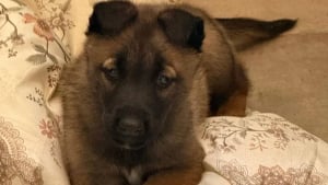 Illustration : &laquo; Ces animaux sont des survivants &raquo;, une perquisition m&egrave;ne au sauvetage inattendu d&rsquo;une famille de chats et d&rsquo;un chiot Malinois 