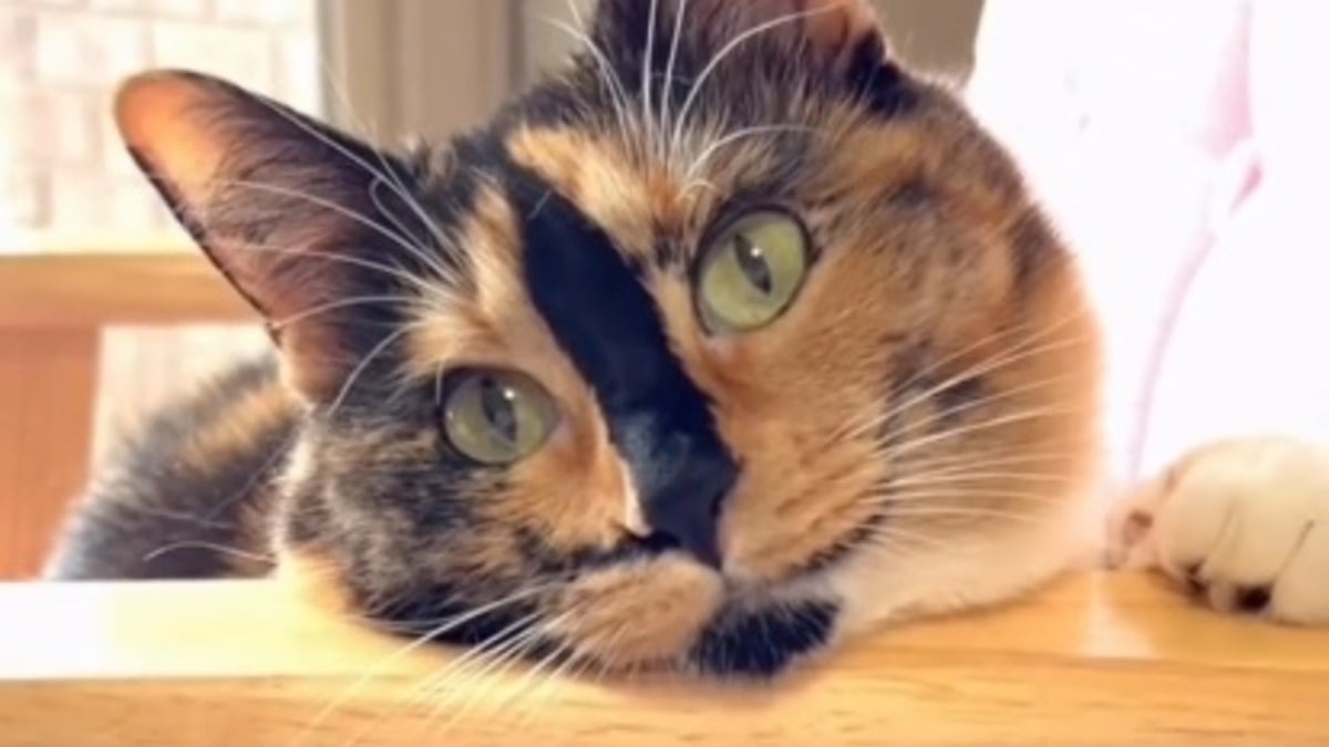 Illustration : "Cette chatte calico retrouve la vue après l'avoir perdue et la capacité de marcher après une blessure au genou grâce à une opération (vidéo) "