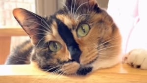 Illustration : Cette chatte calico retrouve la vue après l'avoir perdue et la capacité de marcher après une blessure au genou grâce à une opération (vidéo) 