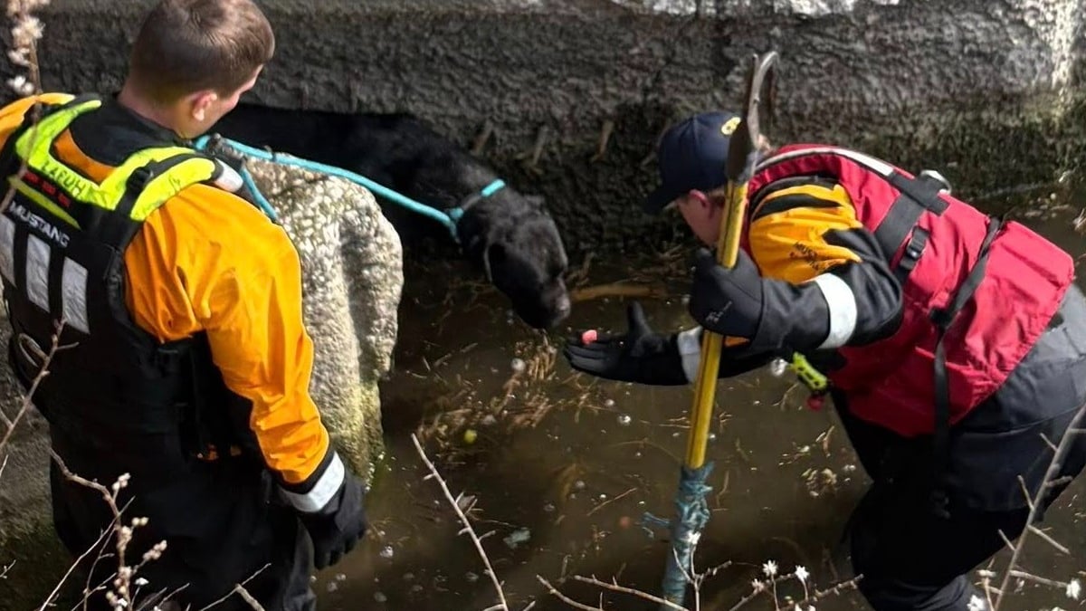 Illustration : "Introuvable depuis une semaine, une chienne est localisée dans le drain d'un bassin désaffecté et secourue avant de rejoindre sa famille"