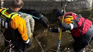 Illustration : "Introuvable depuis une semaine, une chienne est localisée dans le drain d'un bassin désaffecté et secourue avant de rejoindre sa famille"