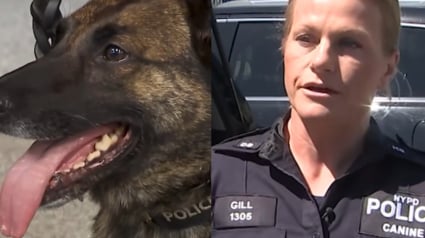 Illustration : Apr&egrave;s une exposition accidentelle &agrave; plus de 40 kilos de fentanyl lors d&rsquo;une op&eacute;ration, une chienne polici&egrave;re est sauv&eacute;e gr&acirc;ce &agrave; un antidote