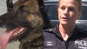 Illustration : "Après une exposition accidentelle à plus de 40 kilos de fentanyl lors d’une opération, une chienne policière est sauvée grâce à un antidote"